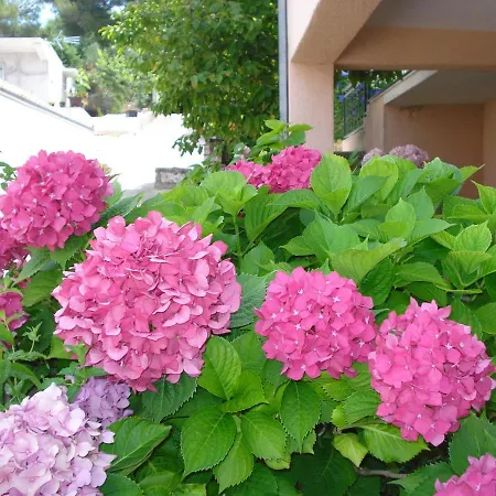 Appartement Ivanka Okrug Gornji